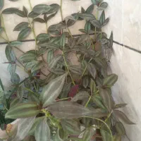گل طبیعی