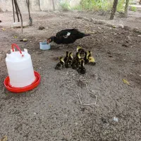اردک اسراییلی بهمراه ده عدد جوجه