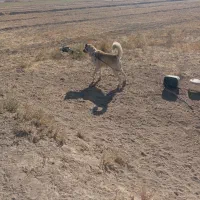 سک کله ای بشرط سالم