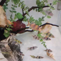 ماهی لوچ دلقک