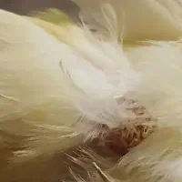 قناری نرتیر باهیکل درشت کاکلی|پرنده|خوی, |دیوار