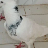 فروش پرنده