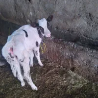 گوساله ۱۵ روزه شیر خوار ماده|حیوانات مزرعه|ارشق, |دیوار