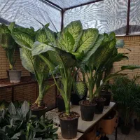 برگ عبایی، دیفن باخیا، بن سای لیندا|گل و گیاه طبیعی|شیراز, شهرک والفجر|دیوار