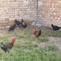 مرغ‌خوروس‌محلی