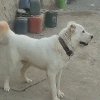 آگهی جفت گیری سگ الابای نر درشت هیکل