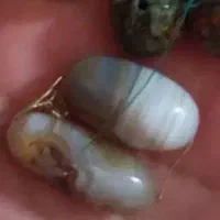 مهره قدیمی اصل عتیقه|کلکسیون اشیاء عتیقه|دوگنبدان, |دیوار