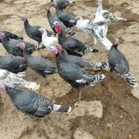 بوقلمون|حیوانات مزرعه|صحنه, |دیوار