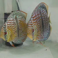 گله شیش تایی دیسکس هکل کراس مولد