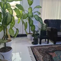 گل دیفن زیبا درختی|گل و گیاه طبیعی|یاسوج, |دیوار