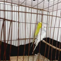 جفت مرغ عشق پروانه ای