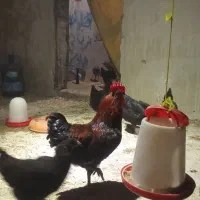 خروس محلی|حیوانات مزرعه|نوشهر, |دیوار