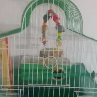 مرغ عشق|پرنده|اردبیل, |دیوار