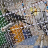 فروش یک جفت عروس هلندی سخنگو|پرنده|زهک, |دیوار