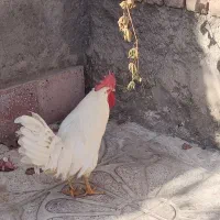 خروس|حیوانات مزرعه|قروه, |دیوار