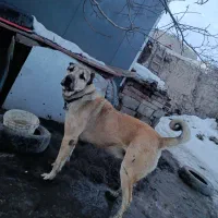 سگ سرابی اصیل