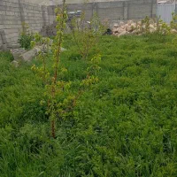 باغ در بستان آباد روستای ارشتناب