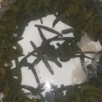 زالو  (فروش زالوی طبی  برای مصارف درمانی آرایشی)|آرایشی، بهداشتی، درمانی|ارومیه, |دیوار