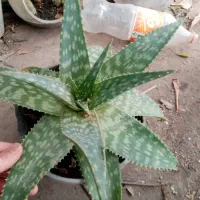 گل و گیاه کاکتوس و ساکولنت