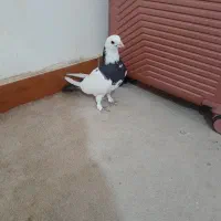 کبوتر|پرنده|اردبیل, |دیوار