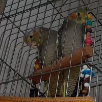 جوجه عروس هلندی یک ماهه کاملا دستی