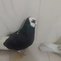 دوتاکبوترنرگرفتنی حریف هردوتاش نربغورمست|پرنده|جغتای, |دیوار