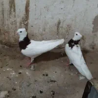 طوقی جوانه