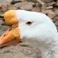 جفت قوغاز اوکراینی اصیل|حیوانات مزرعه|کومله, |دیوار