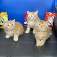 مجموعه گربههای اصیل (اسکاتیش/پرشین/بریتیش)|گربه|اصفهان, جلفا|دیوار