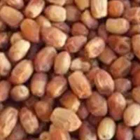 25 تن خرمای زاهدی (قصب) درجه یک