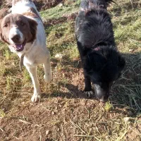 سگ گله|سگ|داران, |دیوار