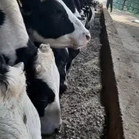 خوراک دام پلیت|لوازم جانبی حیوانات|شوش, |دیوار