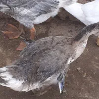 نیمچه قوغاز وخروس