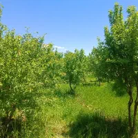 فروش چغاله بروجرد