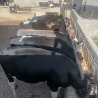 گاو جنگه گوساله نر چاق