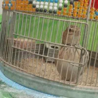 قناری|پرنده|شیراز, کفترک|دیوار