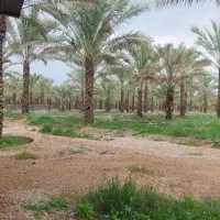 نخل باریشه|گل و گیاه طبیعی|سعدآباد, |دیوار