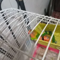 جوجه کوتوله فیشر