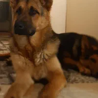 توله ژرمن شپرد|سگ|نوشهر, |دیوار