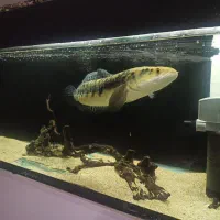 ماهی چانا 50سانت