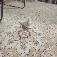 سلام یک عدد مرغ عشق بادوعروس هلندی|پرنده|اشنویه, |دیوار