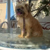 سگ واگذار می گردد