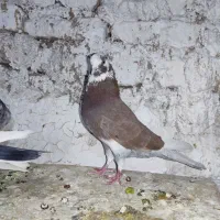 شازده قرمز کاکلی و..