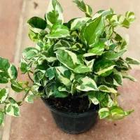 گل.کال ای پول وثروت|کنسول، بازی ویدئویی و آنلاین|بروجرد, |دیوار