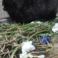 خرگوش|موش و خرگوش|گنبد کاووس, |دیوار