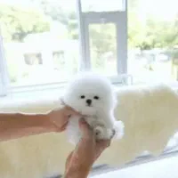 سگ پشمالو اپارتمانی