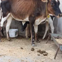 گاوبچر ابستن