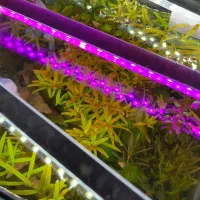 آکواریوم گیاهی پلنت