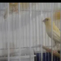 قناری ماده موزایکی