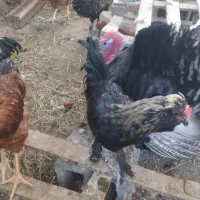 بوقلمون جفتی و خروس تعداد بالا فروشی|حیوانات مزرعه|کاشان, مشکات|دیوار